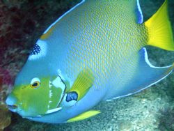 The most beautiful fish in the reef by Lora Tucker 